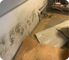 Mold Remediation
